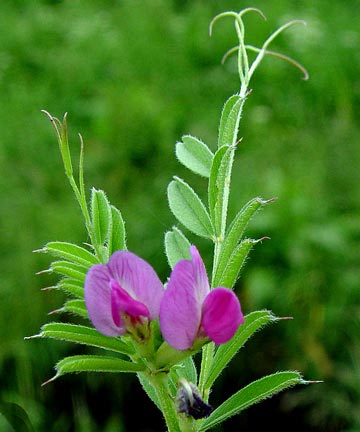 Common Vetch (ssp segatalis)